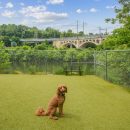 Dog sitting in riverside dog park with view of bridge