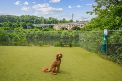 Dog sitting in riverside dog park with view of bridge