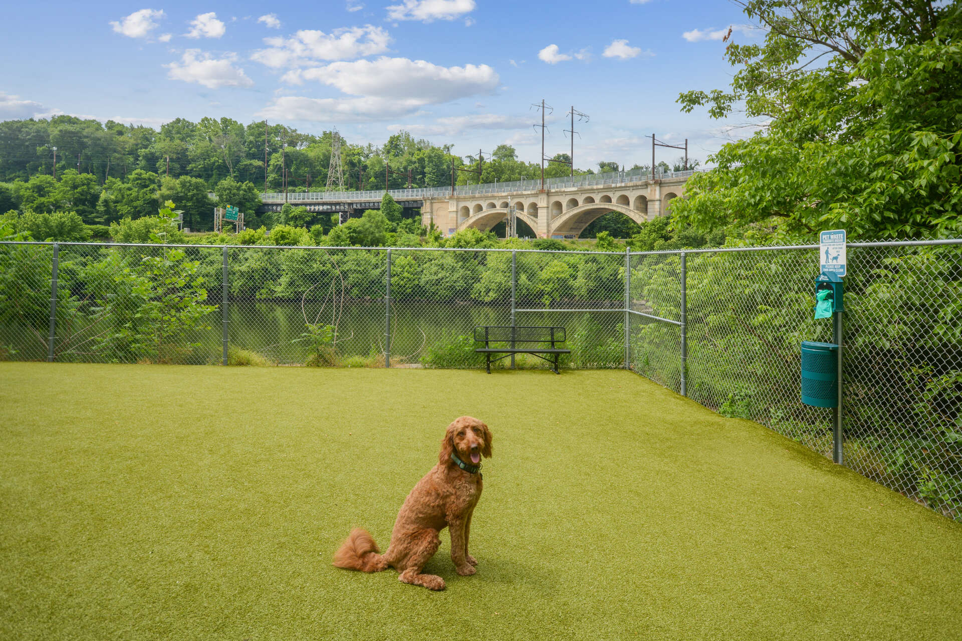 Dog sitting in riverside dog park with view of bridge